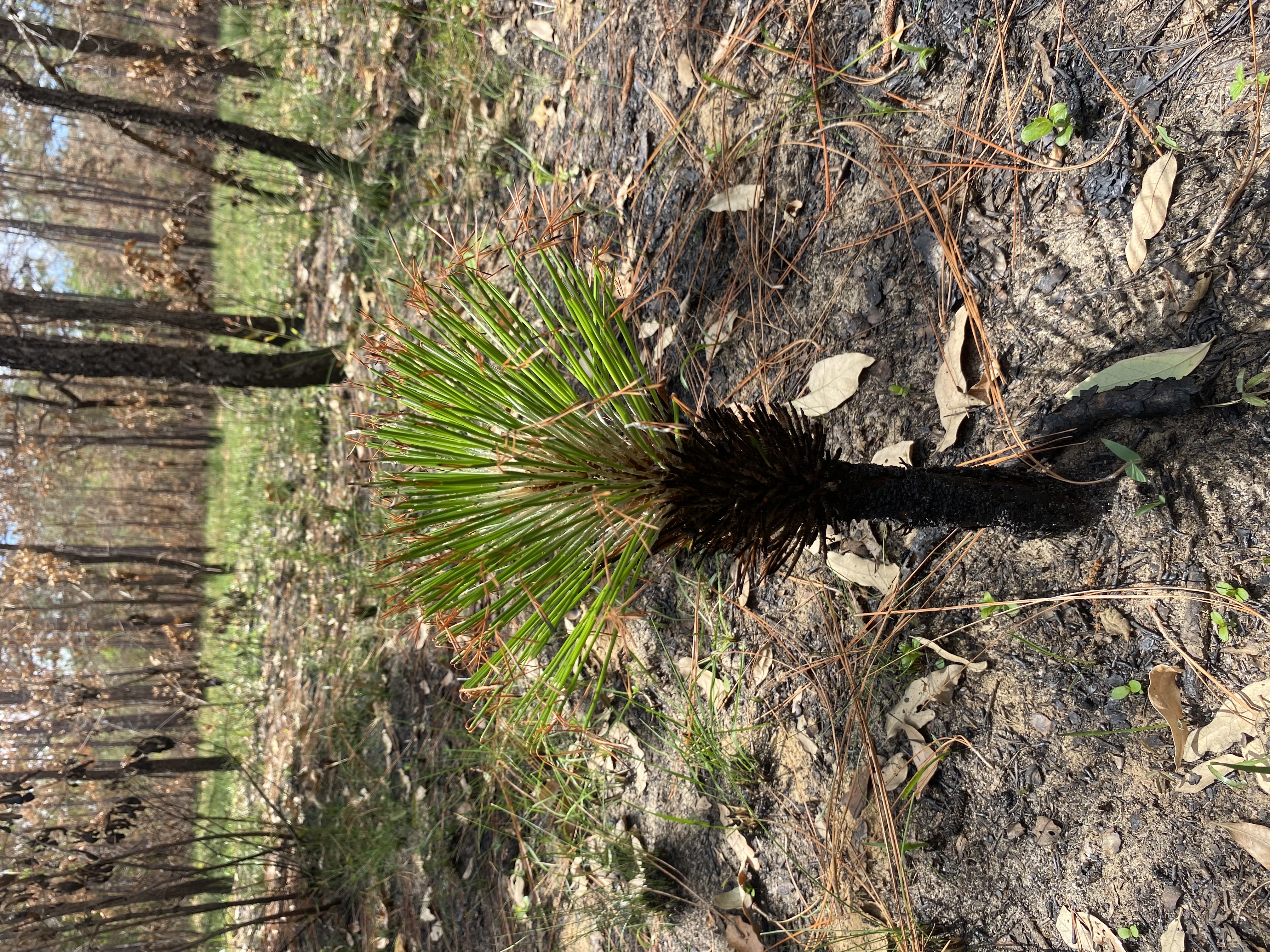 Longleaf pine (&*Pinus palustris**)